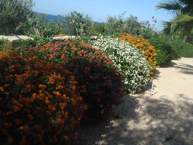 Green Forest - Cyprus' leading landscaping company - flowerbushesplants 15 2