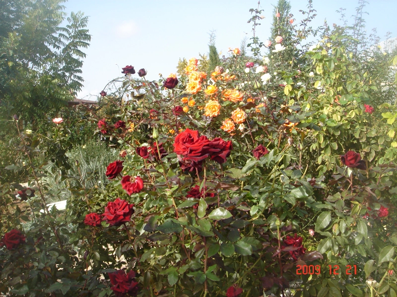 Green Forest - Cyprus' leading landscaping company - flowerbushesplants 46