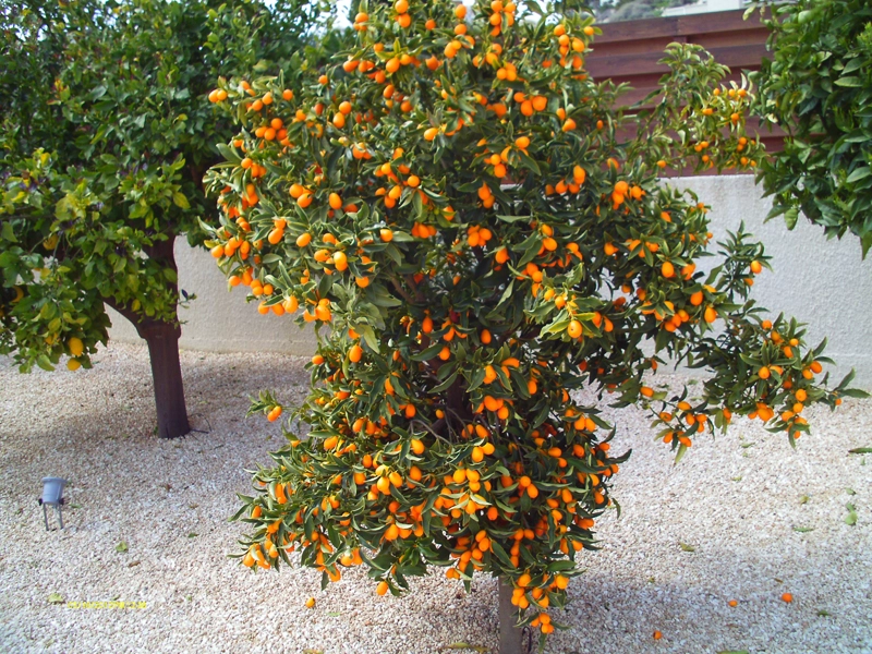 Green Forest - Cyprus' leading landscaping company - fruitgardens 19