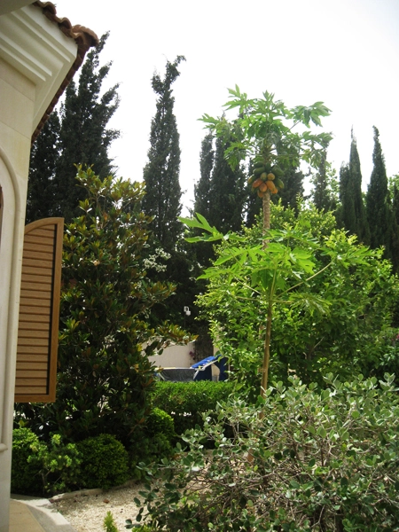 Green Forest - Cyprus' leading landscaping company - fruitgardens 23