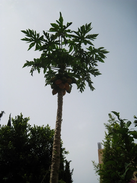 Green Forest - Cyprus' leading landscaping company - fruitgardens 24 1