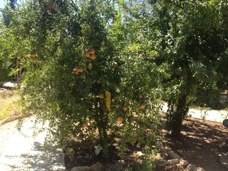Green Forest - Cyprus' leading landscaping company - fruittreesplants 20