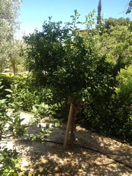Green Forest - Cyprus' leading landscaping company - fruittreesplants 25 2