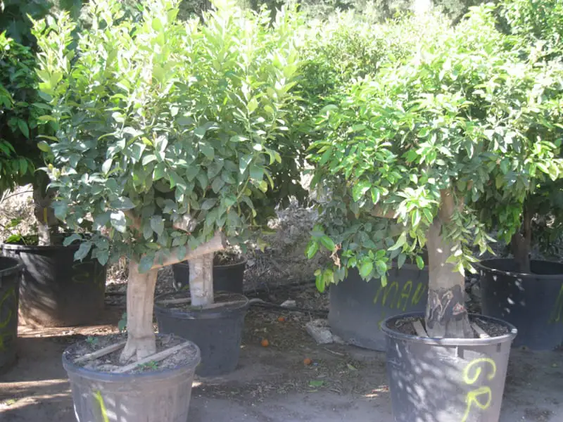 Green Forest - Cyprus' leading landscaping company - fruittreesplants 30 2