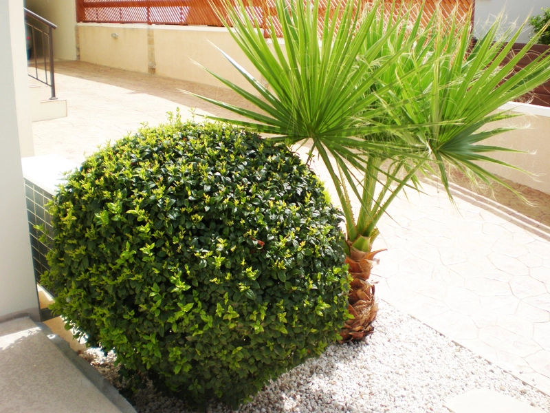 Green Forest - Cyprus' leading landscaping company - greenbushesplants 43 1