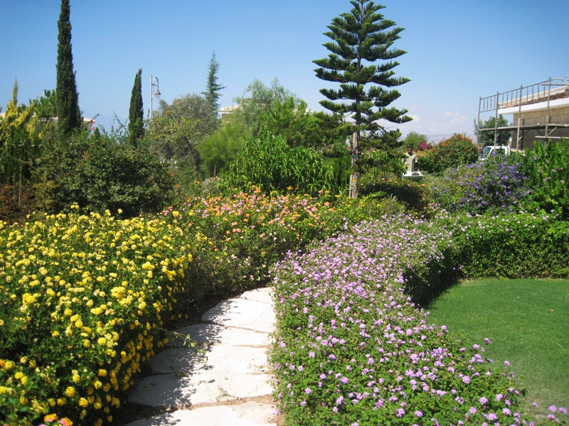 Green Forest - Cyprus' leading landscaping company - hedgesplants 13