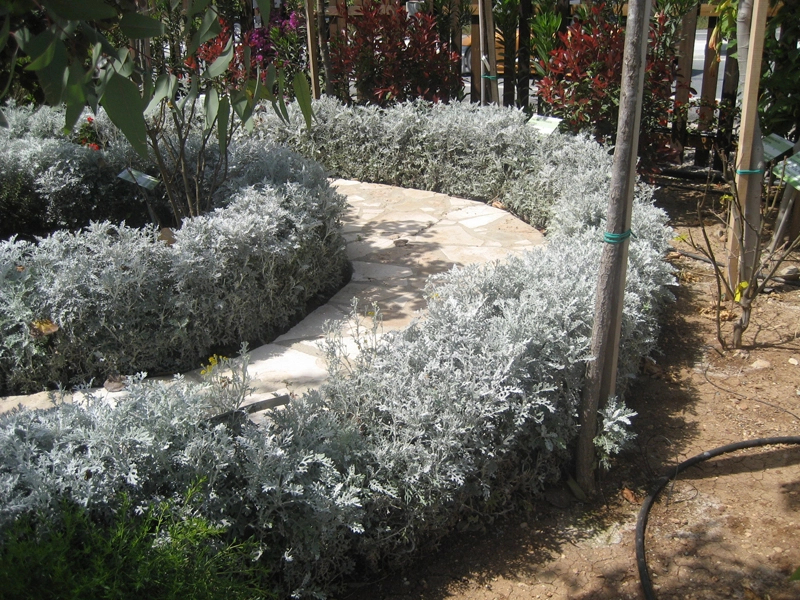Green Forest - Cyprus' leading landscaping company - hedgesplants 58 2