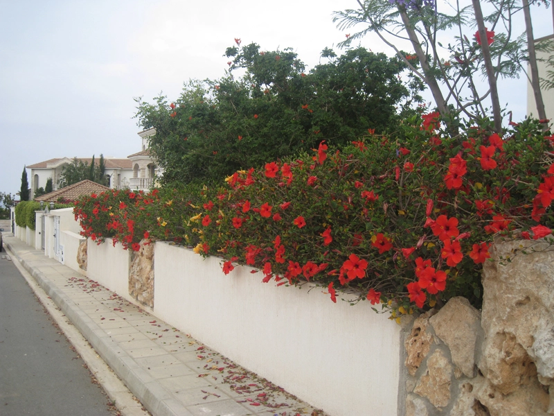 Green Forest - Cyprus' leading landscaping company - hedgesplants 61 1