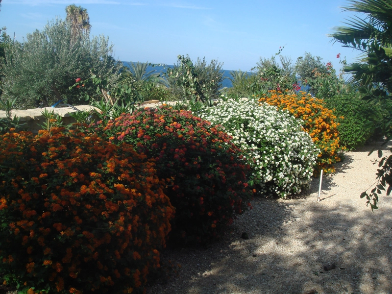 Green Forest - Cyprus' leading landscaping company - hedgesplants 65 2