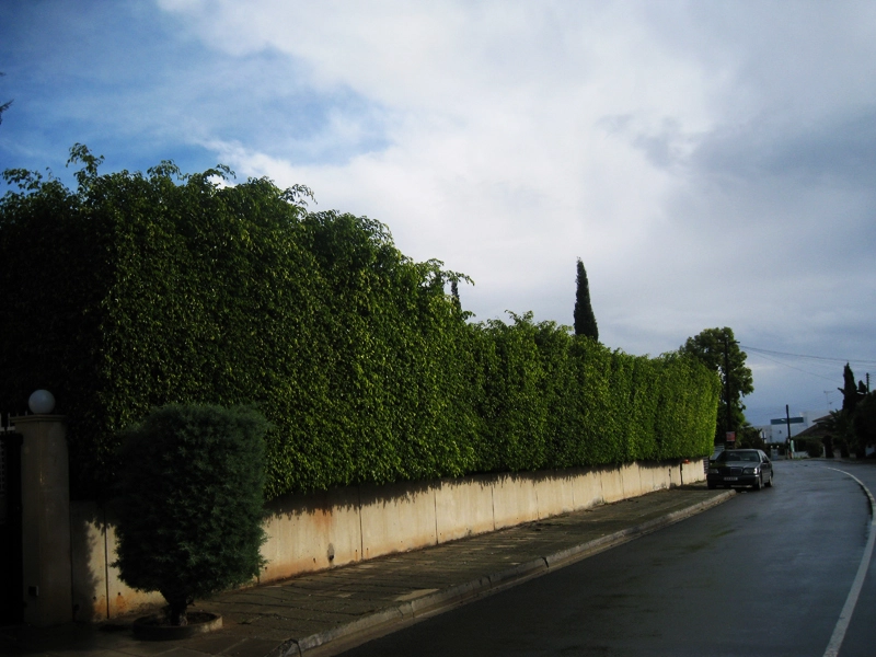 Green Forest - Cyprus' leading landscaping company - hedgesplants 68