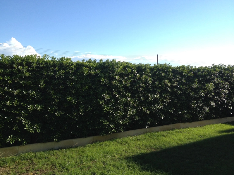 Green Forest - Cyprus' leading landscaping company - hedgesplants 75 2