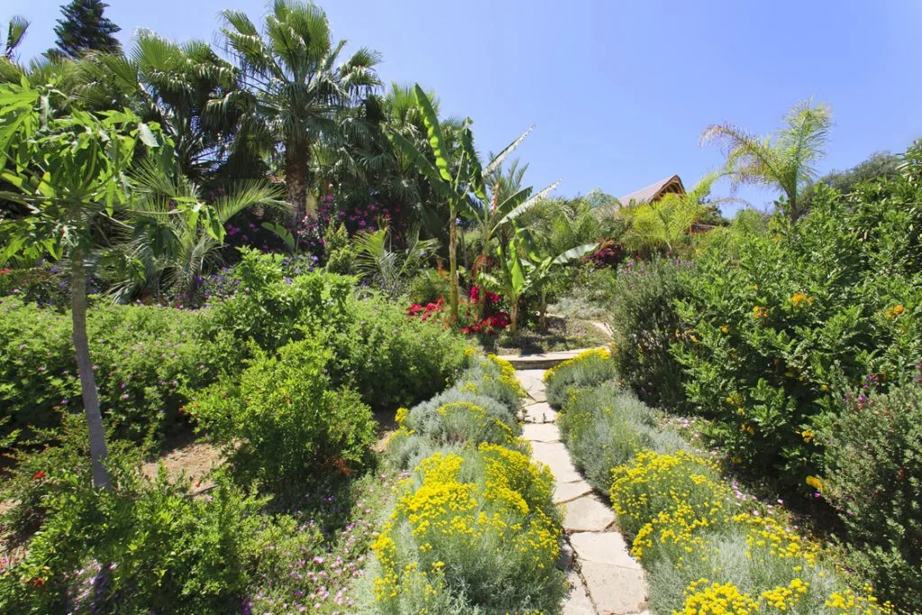 Green Forest - Cyprus' leading landscaping company - herbsplants 27 1