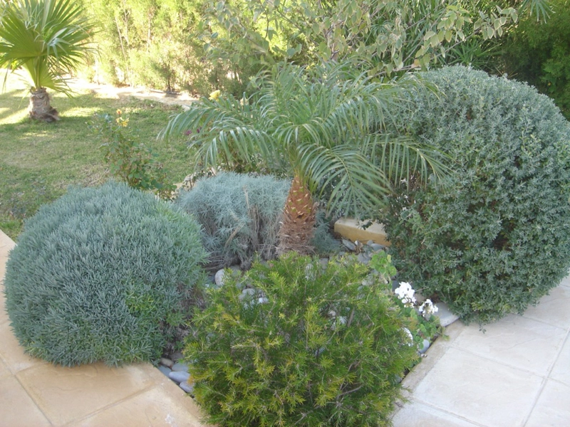Green Forest - Cyprus' leading landscaping company - herbsplants 29