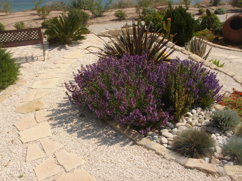 Green Forest - Cyprus' leading landscaping company - herbsplants 31 2