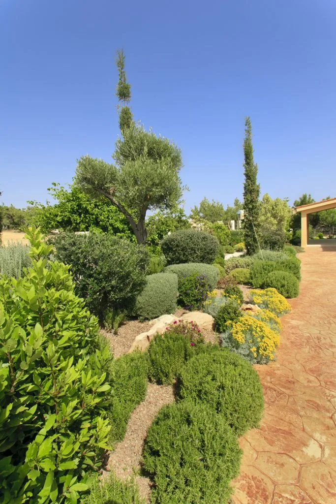 Green Forest - Cyprus' leading landscaping company - herbsplants 6 2