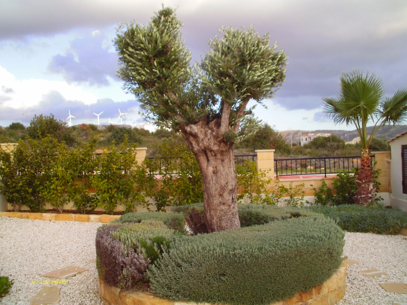 Green Forest - Cyprus' leading landscaping company - markhapotami 27 3