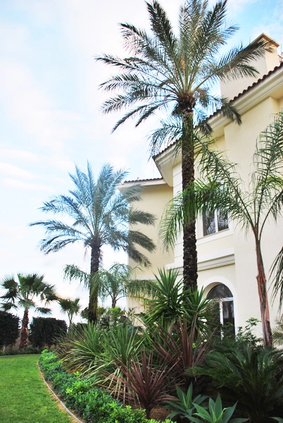 Green Forest - Cyprus' leading landscaping company - maroni 6