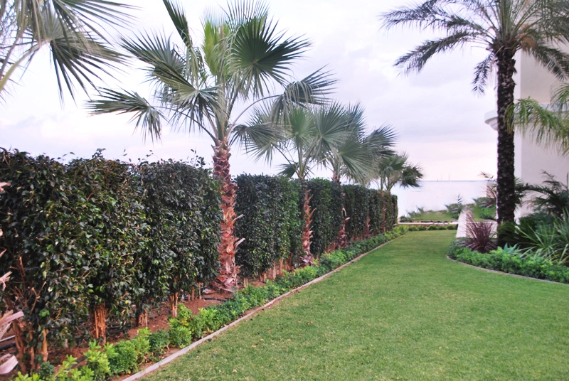 Green Forest - Cyprus' leading landscaping company - maroni 9