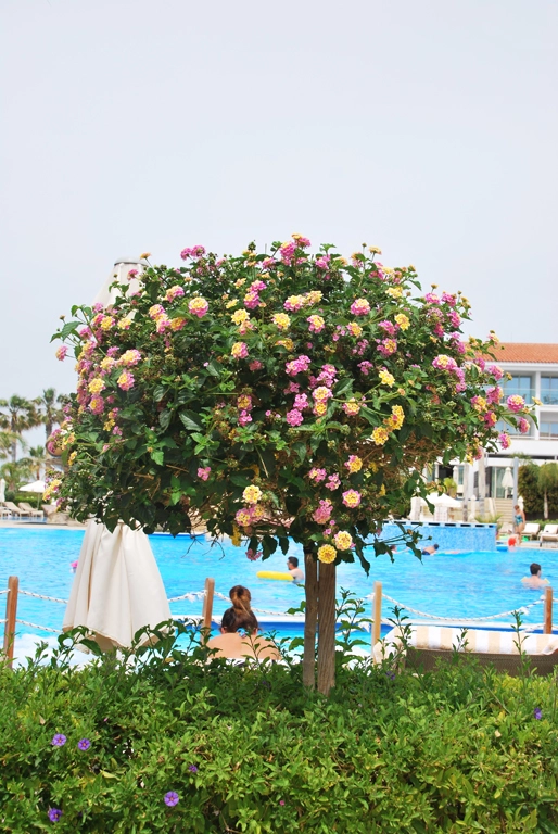 Green Forest - Cyprus' leading landscaping company - olympiclagoon 42 1