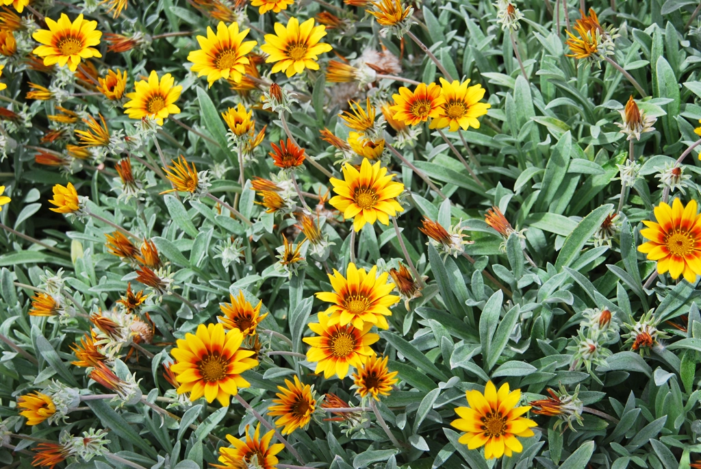 Green Forest - Cyprus' leading landscaping company - olympiclagoon 8 1