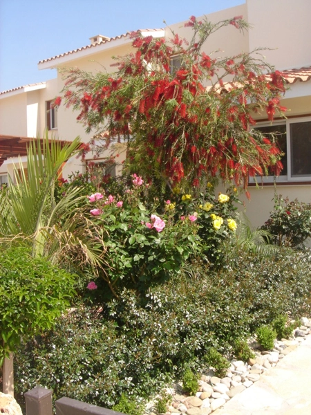 Green Forest - Cyprus' leading landscaping company - ornamentaltreesplants 20 2