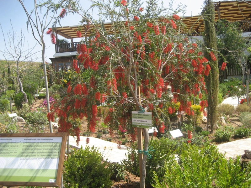 Green Forest - Cyprus' leading landscaping company - ornamentaltreesplants 23 2