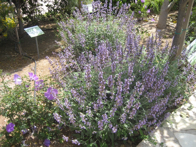 Green Forest - Cyprus' leading landscaping company - perennialsplants 12 1