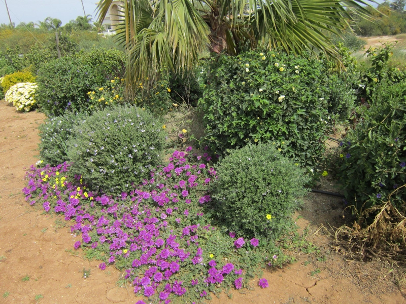 Green Forest - Cyprus' leading landscaping company - perennialsplants 22 1