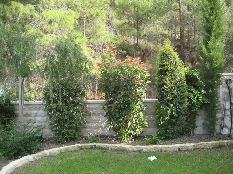 Green Forest - Cyprus' leading landscaping company - project 007 6 2