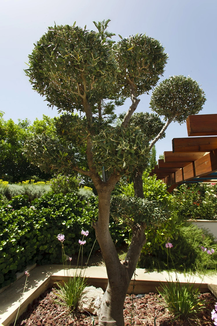 Green Forest - Cyprus' leading landscaping company - project 010 25 2
