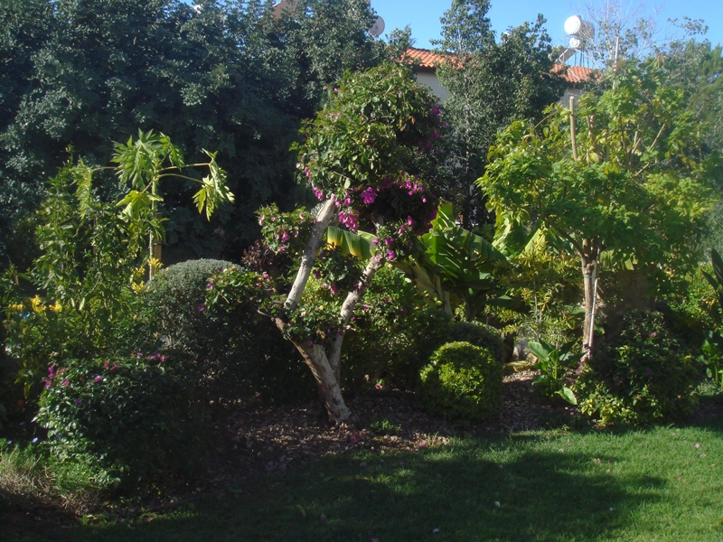 Green Forest - Cyprus' leading landscaping company - project 014 1