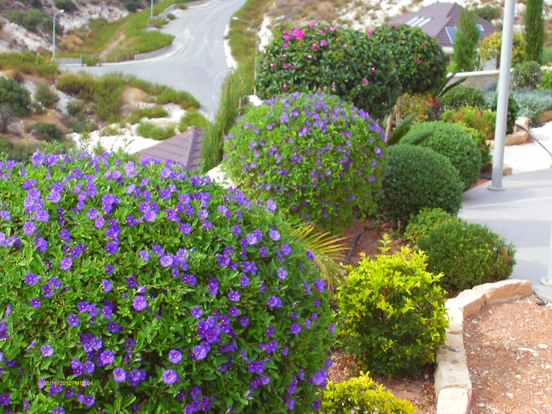 Green Forest - Cyprus' leading landscaping company - project 019 20 2