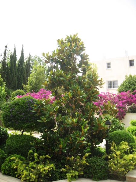 Green Forest - Cyprus' leading landscaping company - project 022 20 2