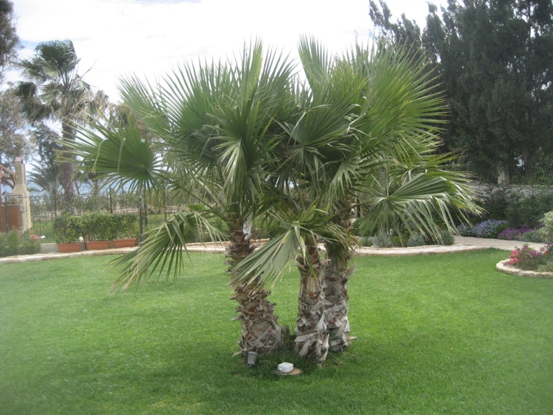 Green Forest - Cyprus' leading landscaping company - project 022 27