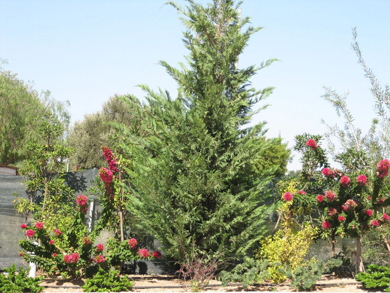 Green Forest - Cyprus' leading landscaping company - project 024 11 2
