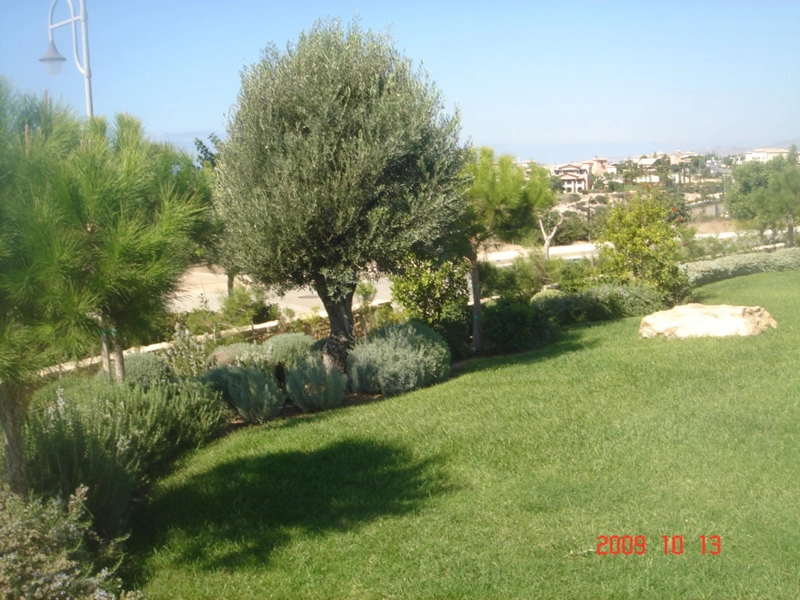 Green Forest - Cyprus' leading landscaping company - project 024 3 1