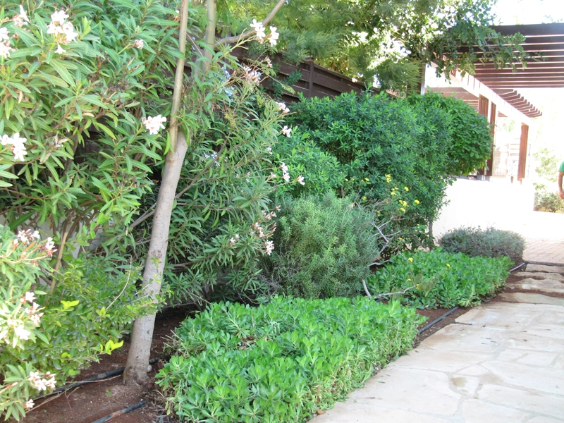 Green Forest - Cyprus' leading landscaping company - project 024 6 2