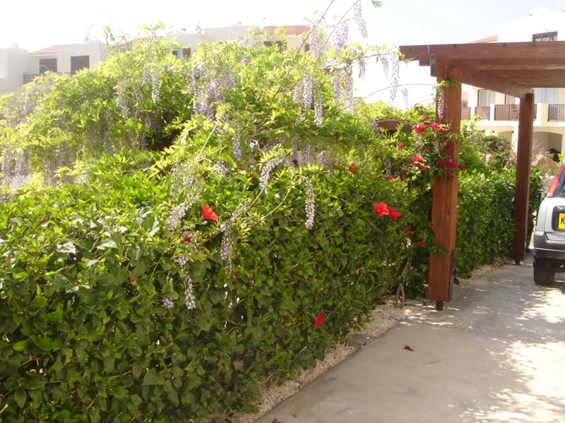 Green Forest - Cyprus' leading landscaping company - project 033 10 2