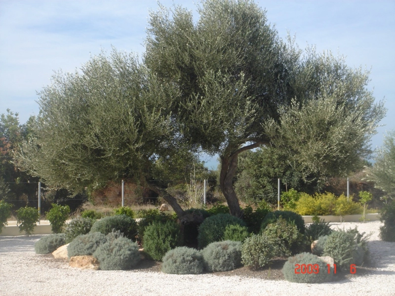Green Forest - Cyprus' leading landscaping company - project 035 25 2