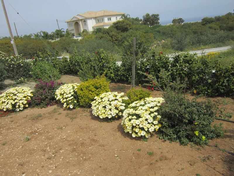 Green Forest - Cyprus' leading landscaping company - project 038 2 1