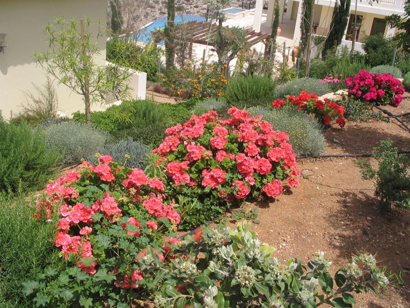 Green Forest - Cyprus' leading landscaping company - project 040 8 2