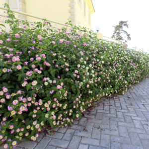 Green Forest - Cyprus' leading landscaping company - project 041 1 2