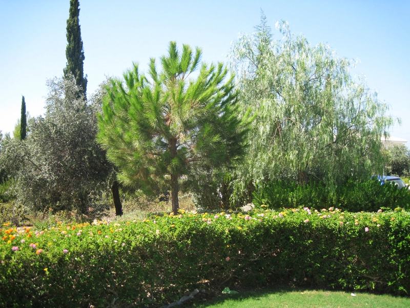 Green Forest - Cyprus' leading landscaping company - project 053 3 2