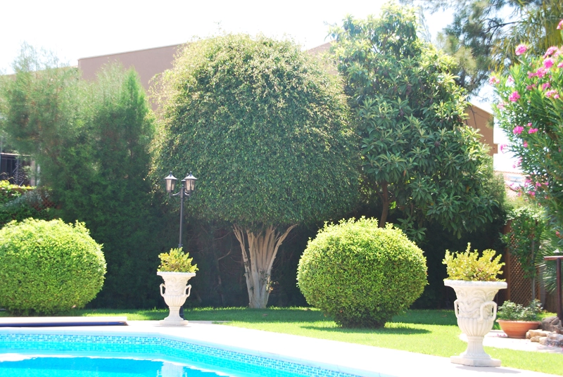 Green Forest - Cyprus' leading landscaping company - project062 12 2