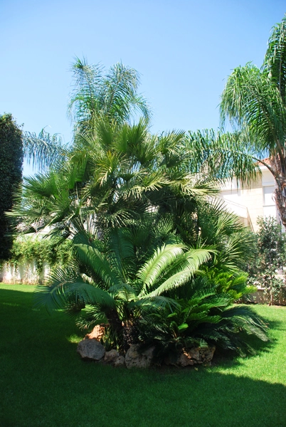 Green Forest - Cyprus' leading landscaping company - project062 2 2