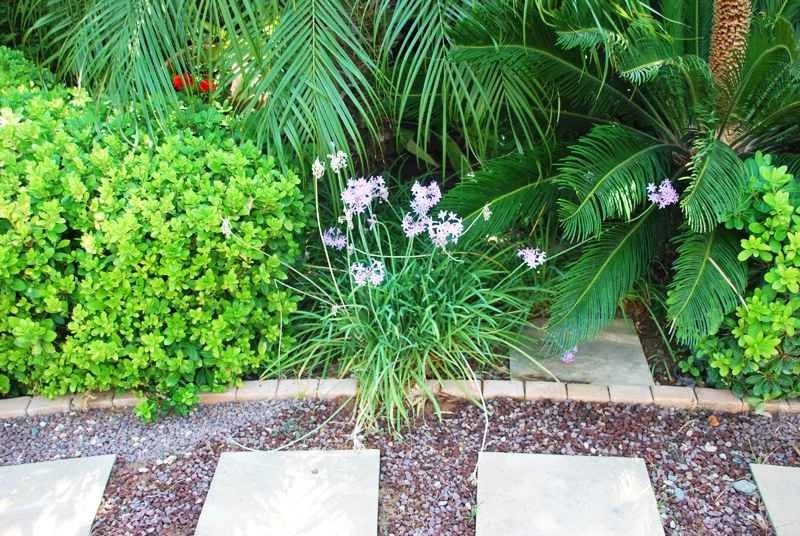 Green Forest - Cyprus' leading landscaping company - project063 14 2