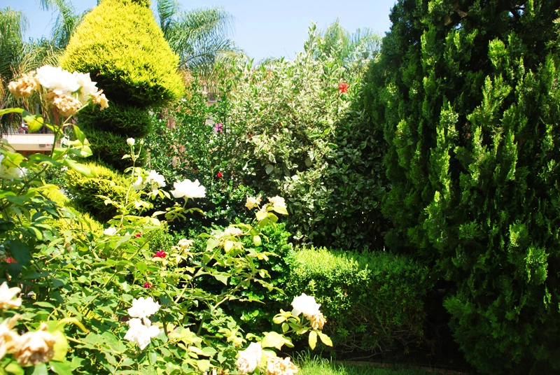 Green Forest - Cyprus' leading landscaping company - project063 25