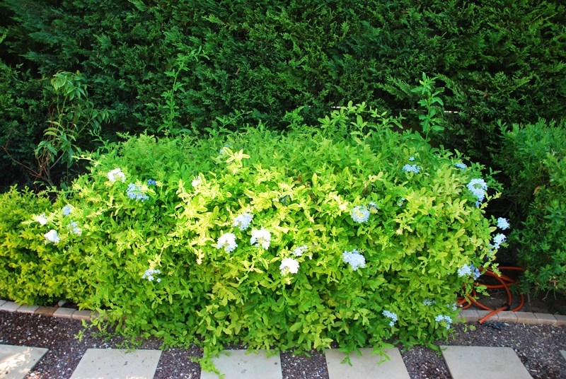 Green Forest - Cyprus' leading landscaping company - project063 5 1