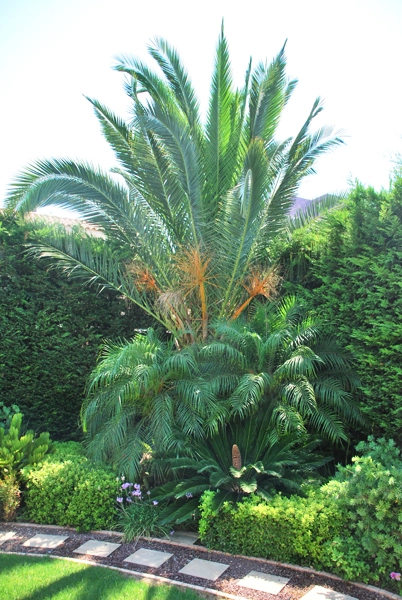 Green Forest - Cyprus' leading landscaping company - project063 9