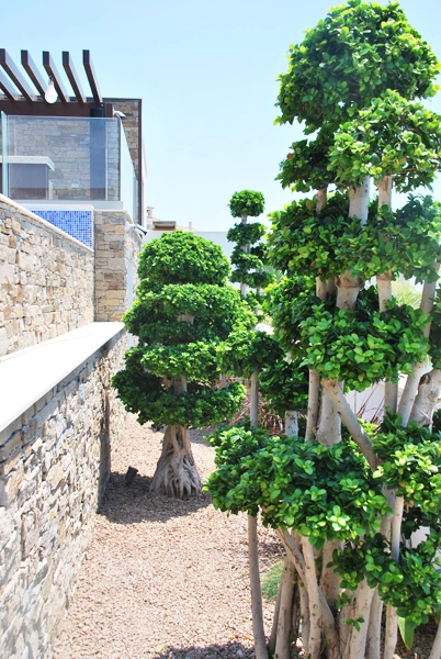 Green Forest - Cyprus' leading landscaping company - project065 6 2